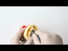 نموذج أسنان للدراسة في طب الأسنان، نموذج أسنان للمدرسة، 28 قطعة أسنان مع برغي، نموذج فك ترميم الأسنان لك