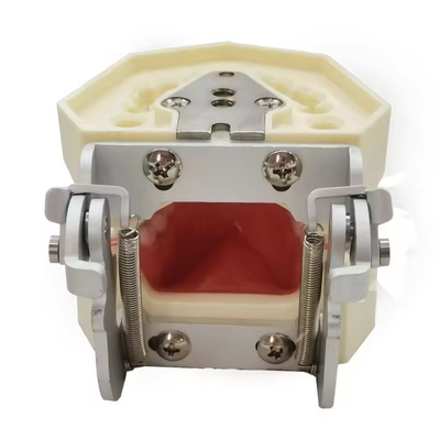 الدراسة الأسنان أسنان نموذج مدرسة الأسنان 28pcs أسنان مع خرطوشة استعادة الأسنان