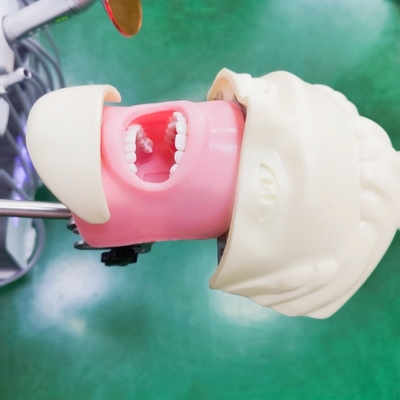 نموذج تدريب محاكاة طلاب طب الأسنان المحترفين نموذج رأس وهمي لطب الأسنان في العلوم الطبية