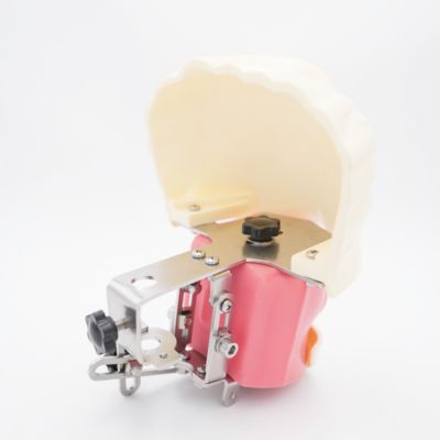 متقدمة الفموية رأس شبح تعليم الأسنان رأس نموذج مدرسة الأسنان مكتب الممارسة تدريب الأسنان محاكي