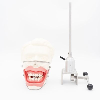 نموذج استخراج التخدير الأسناني مدرسة الأسنان التخدير التدريب في الحقن نموذج نظام محاكاة التخدير الفموي